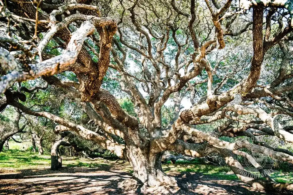 The Old Oak — Coastal Texas