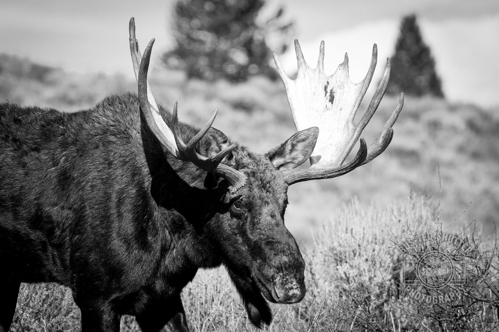 Bull moose with full antlers in the sagebrush