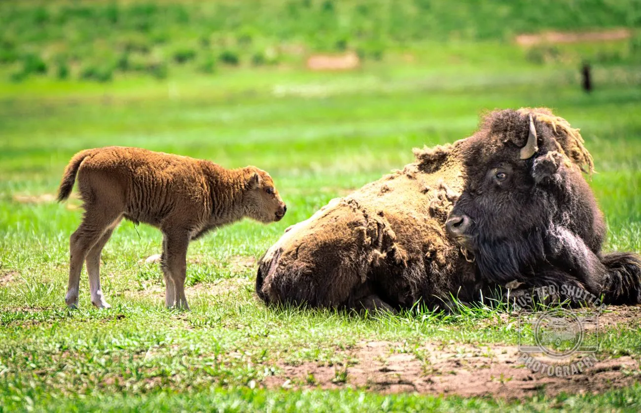 Calf and Cow — Bison
