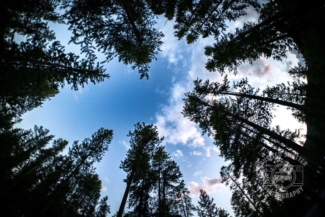 Cathedral of Pines — Looking up