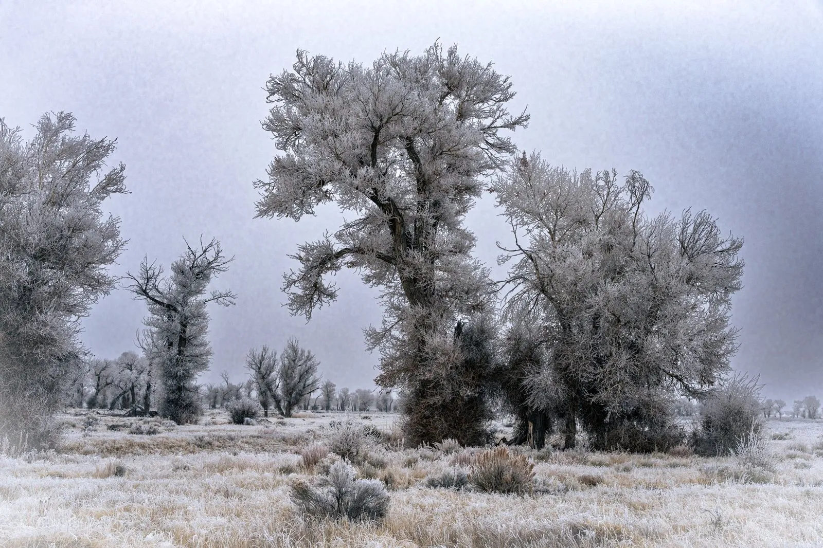Cottonwood Grove — Frosted trees