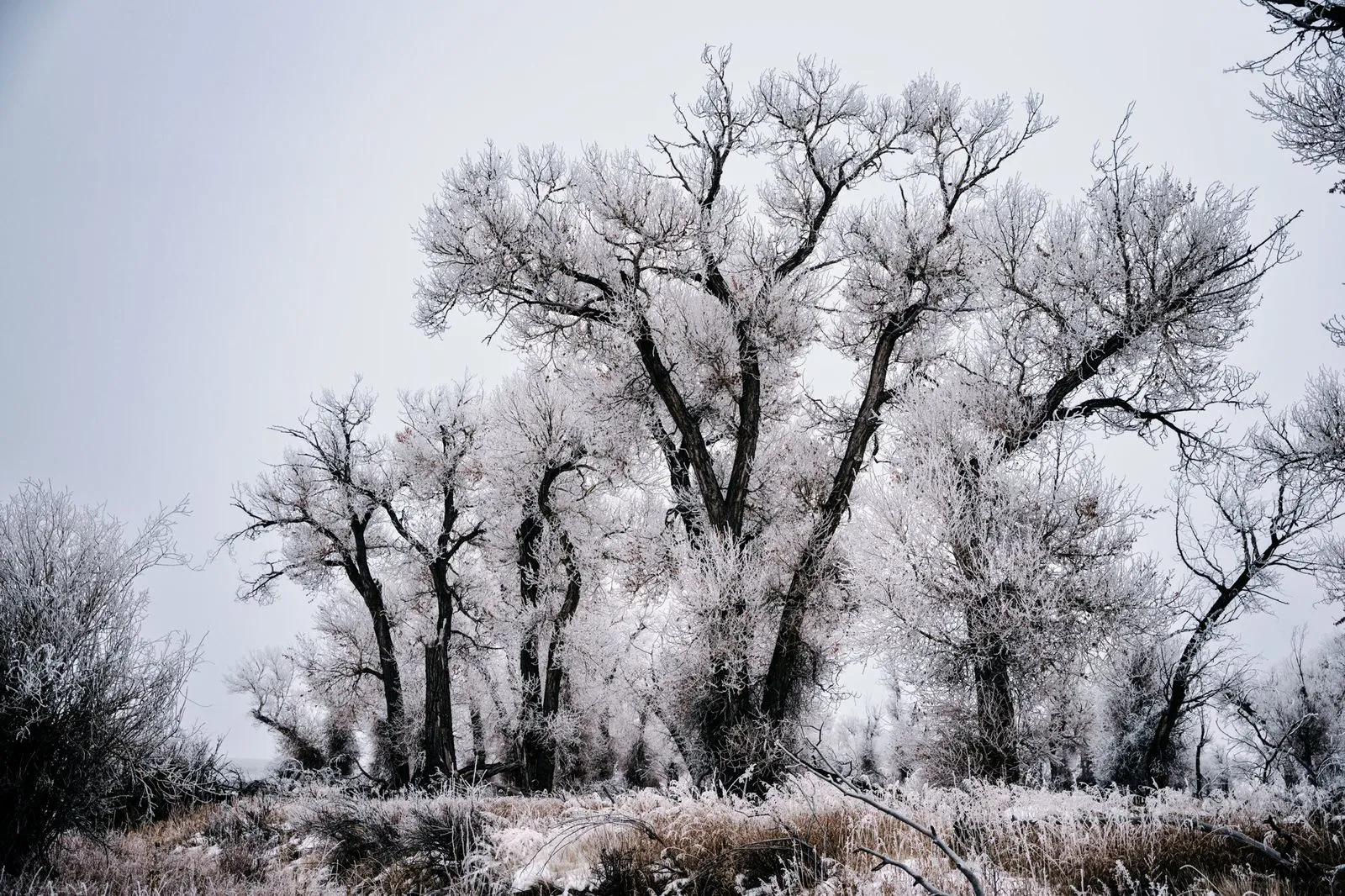 Frosted Cottonwoods — Wyoming winter