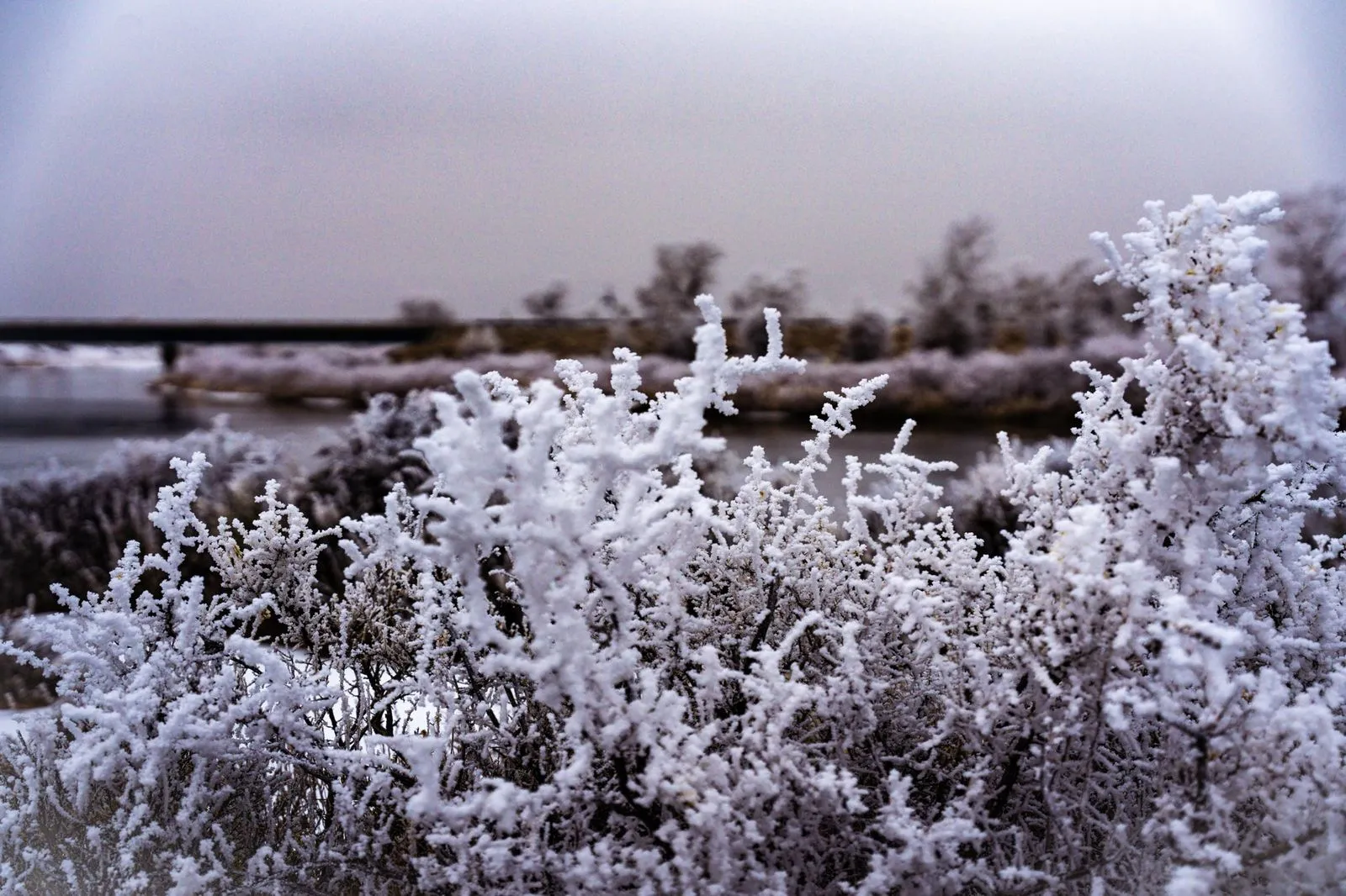 Frosted Sagebrush — Green River, WY