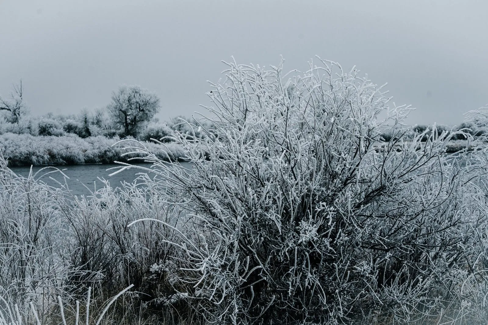 Frosted Willows — Winter detail