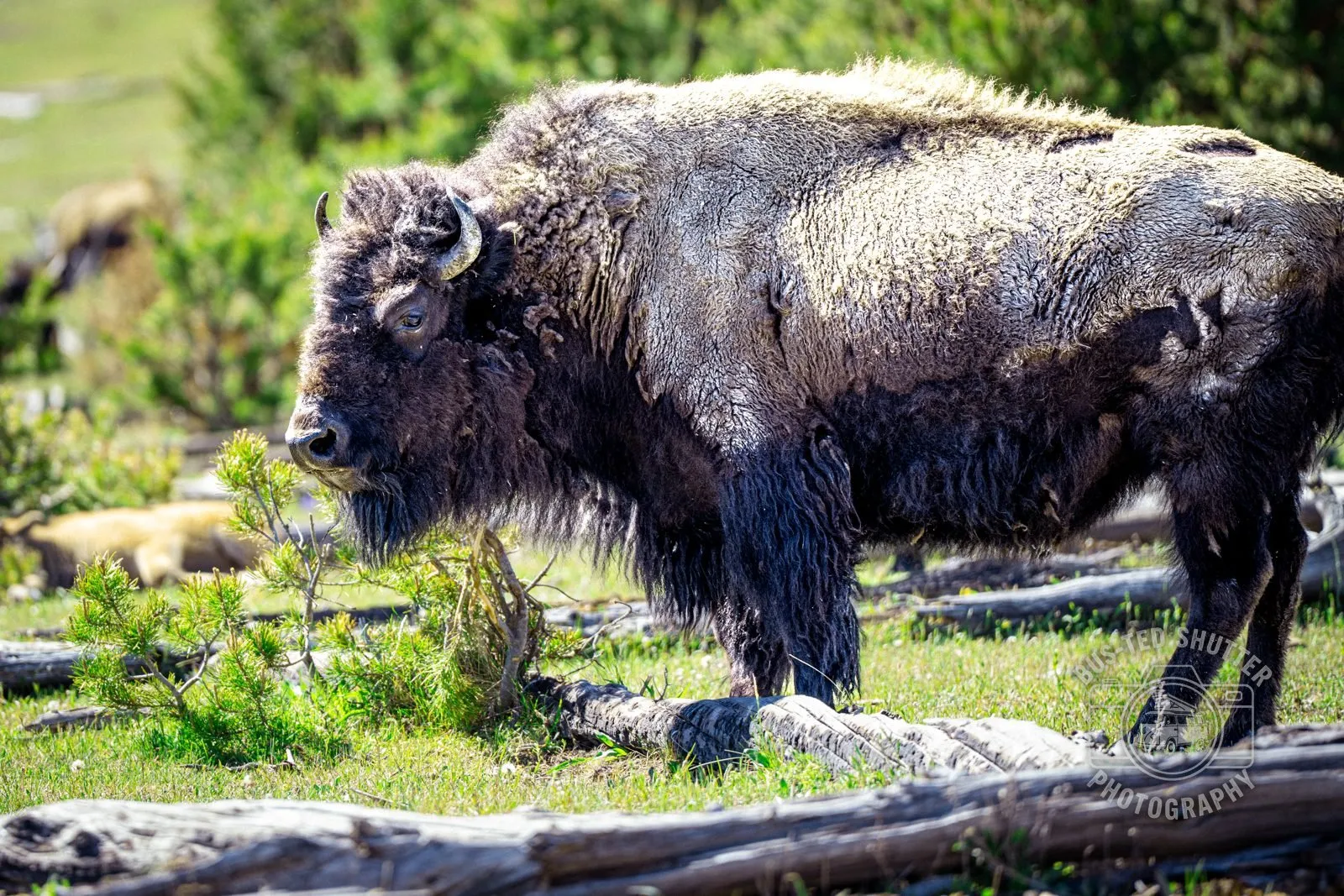 Home on the Range — Bison