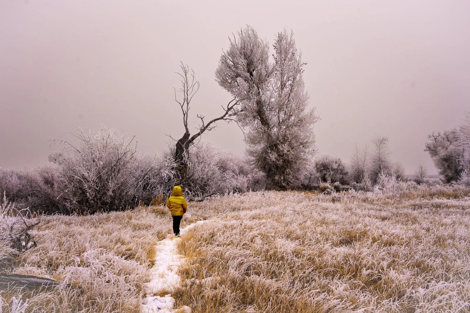 Into the Frost — Winter woods