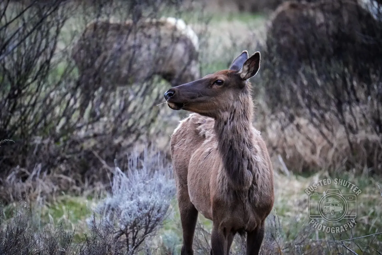 Last Light — Elk