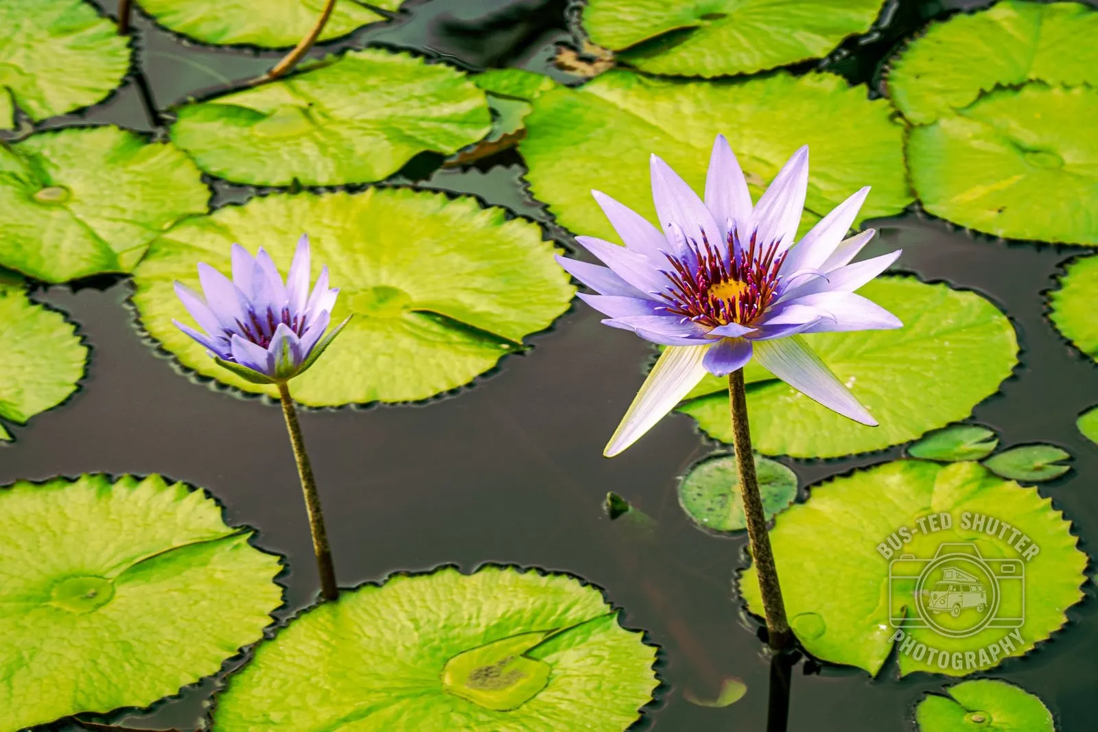 Lilies — Still water