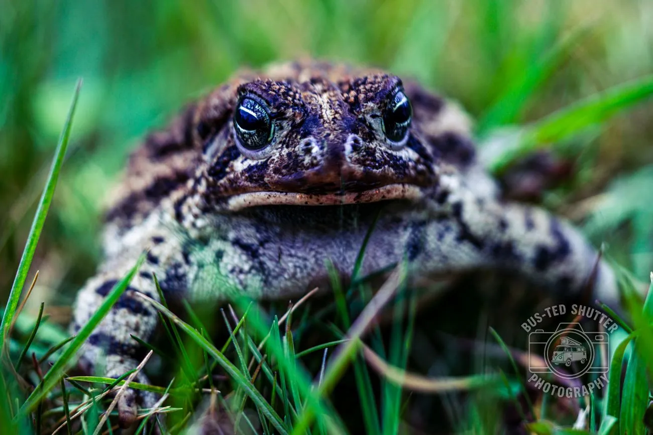 Little Toad — Western toad