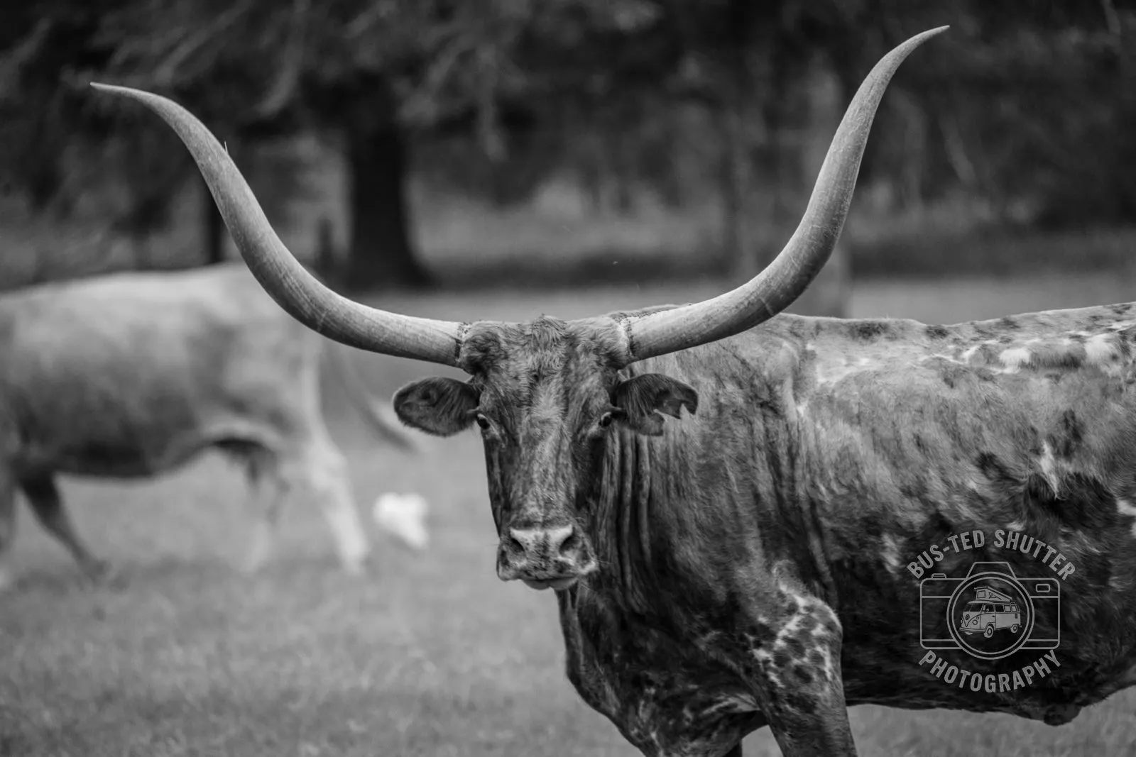 Longhorn — Texas