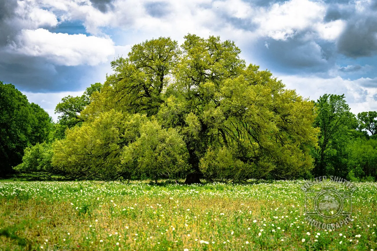 Meadow Oak — Summer cottonwood