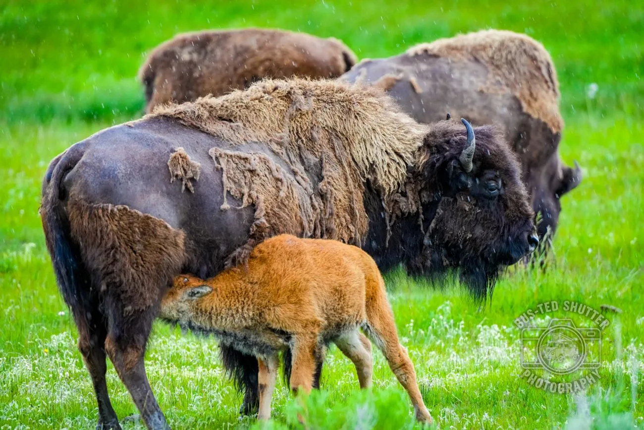 New Life — Bison and calf