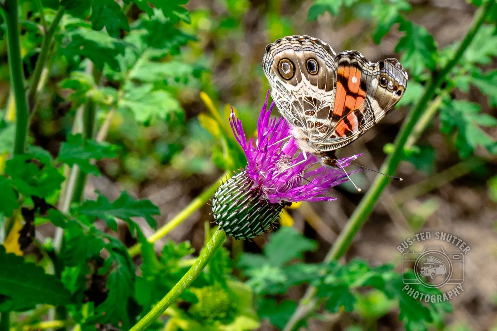 Painted Lady — On thistle