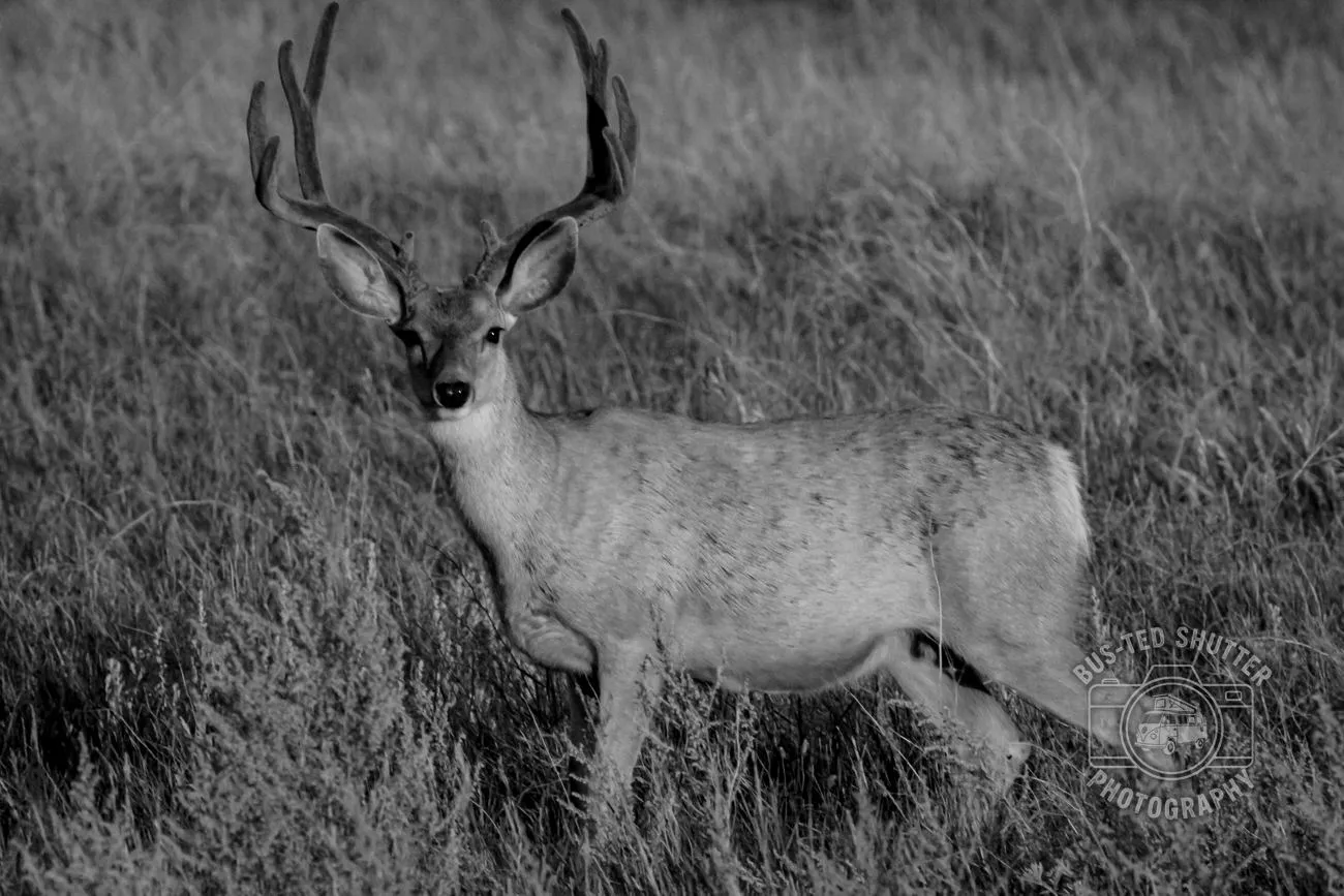 The Buck — Mule deer