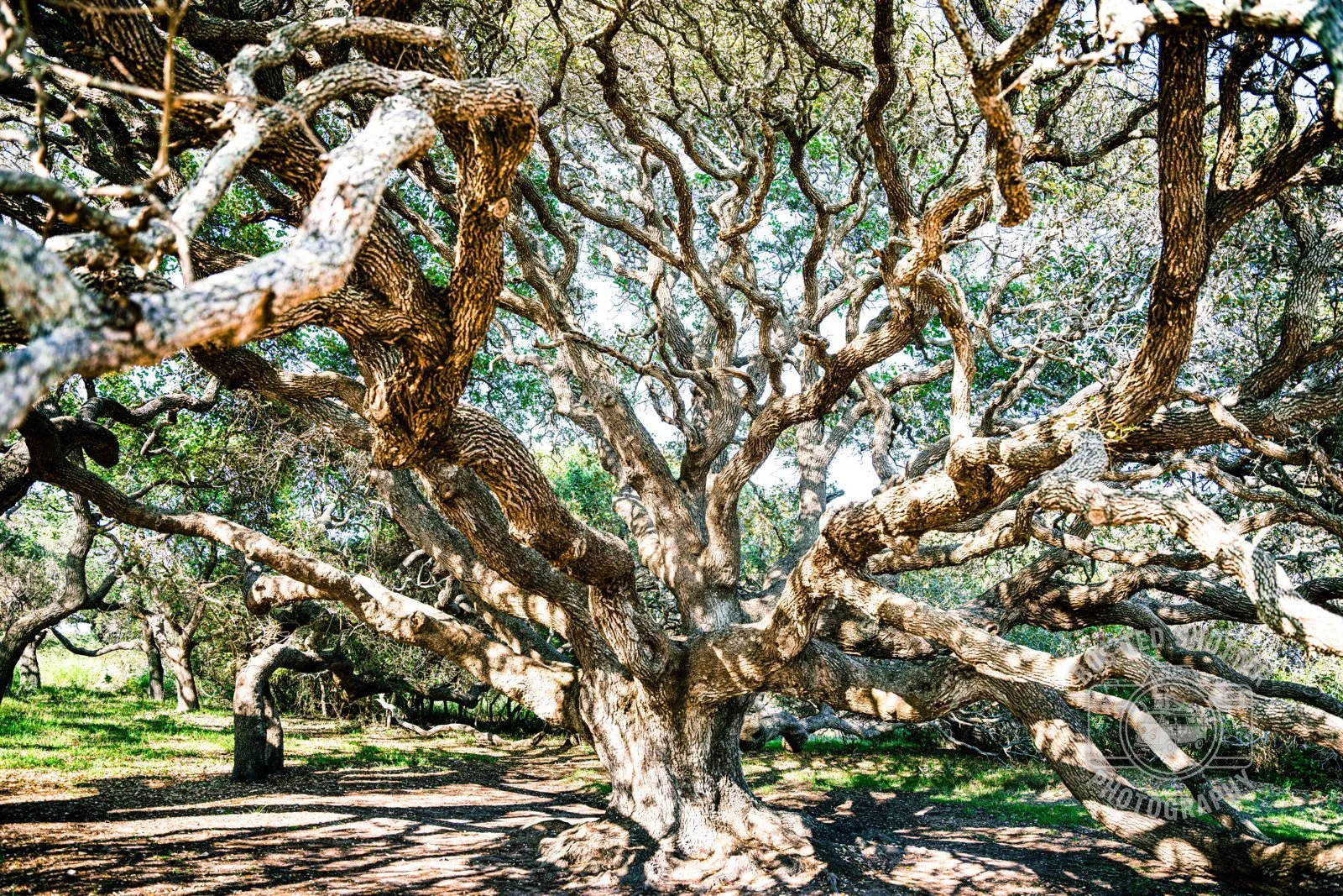 The Old Oak — Coastal Texas