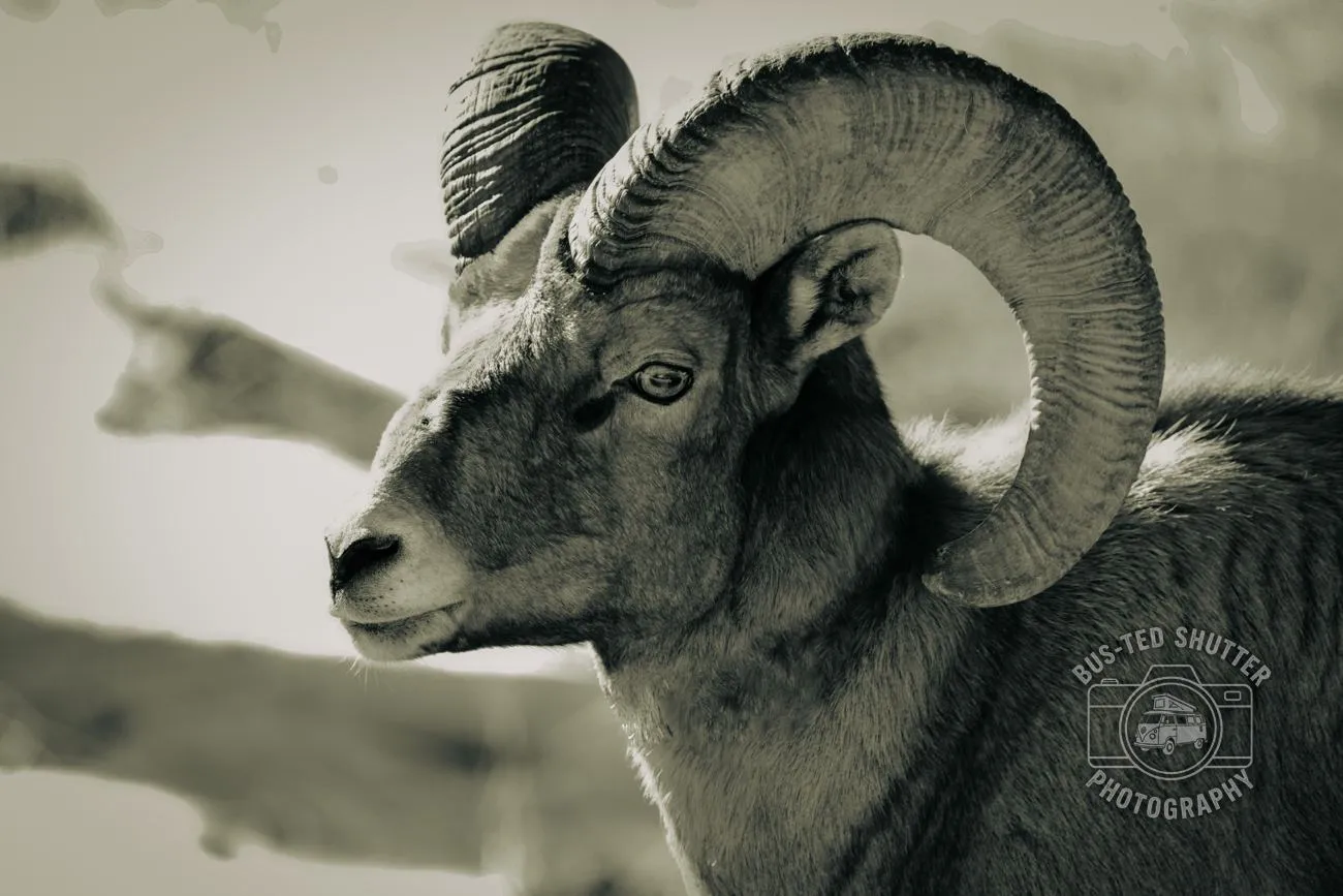 The Ram — Bighorn