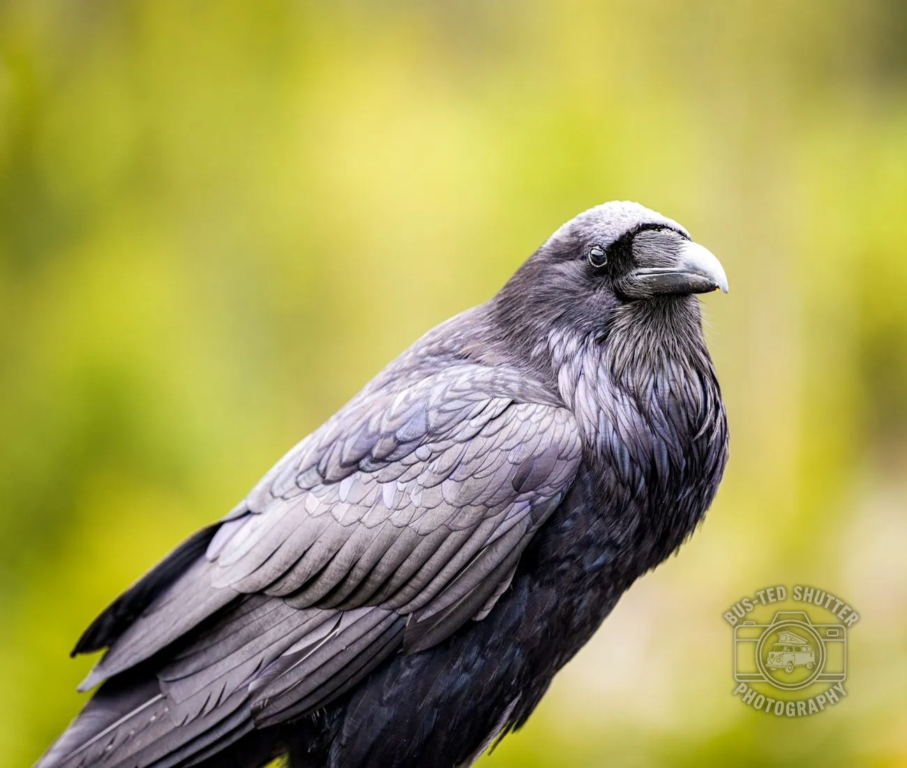 The Raven — Common raven