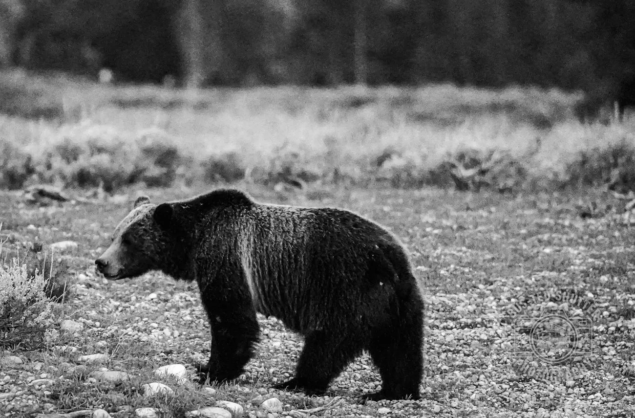 The Wanderer — Grizzly bear