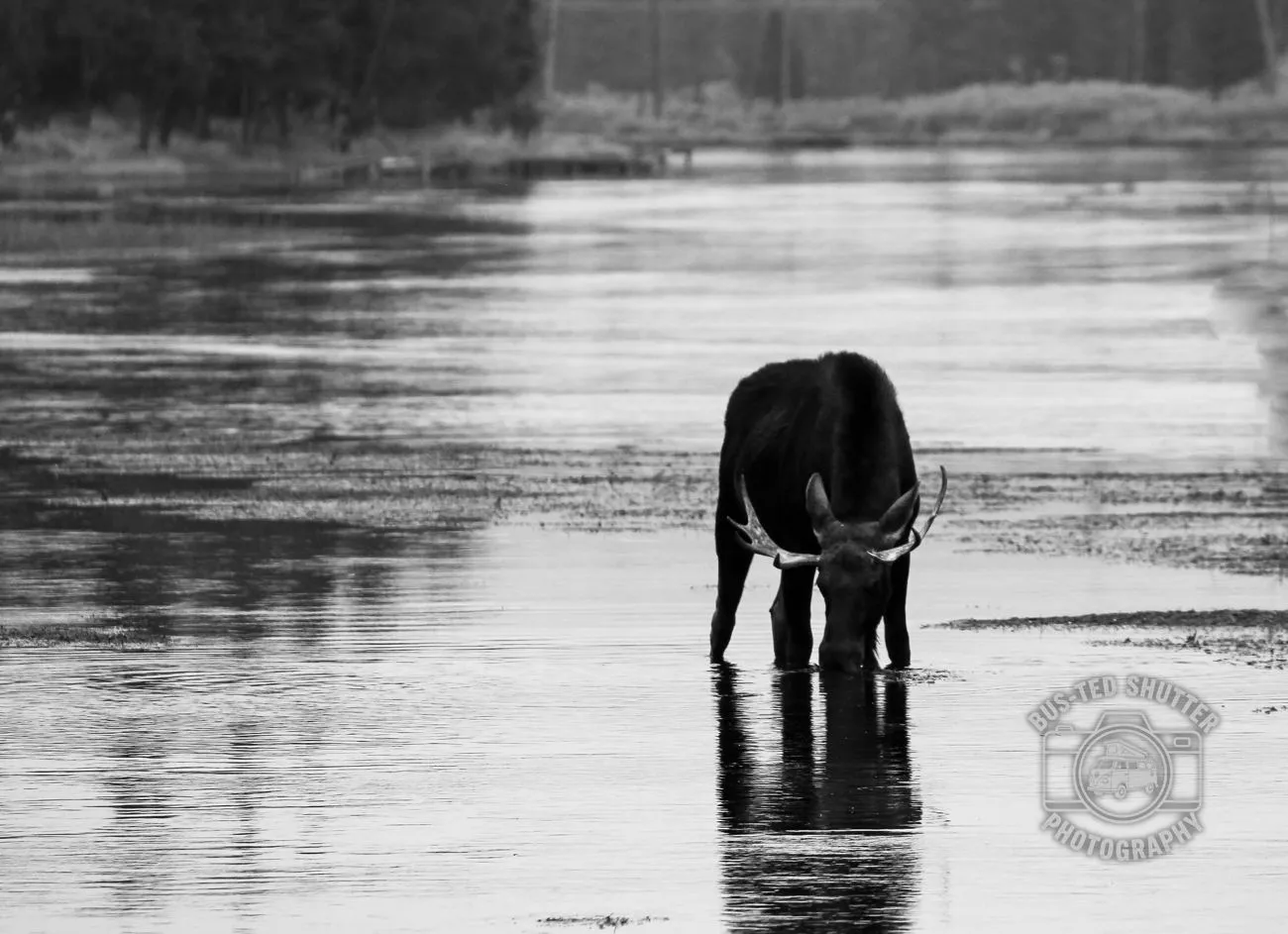 Water's Edge — Moose
