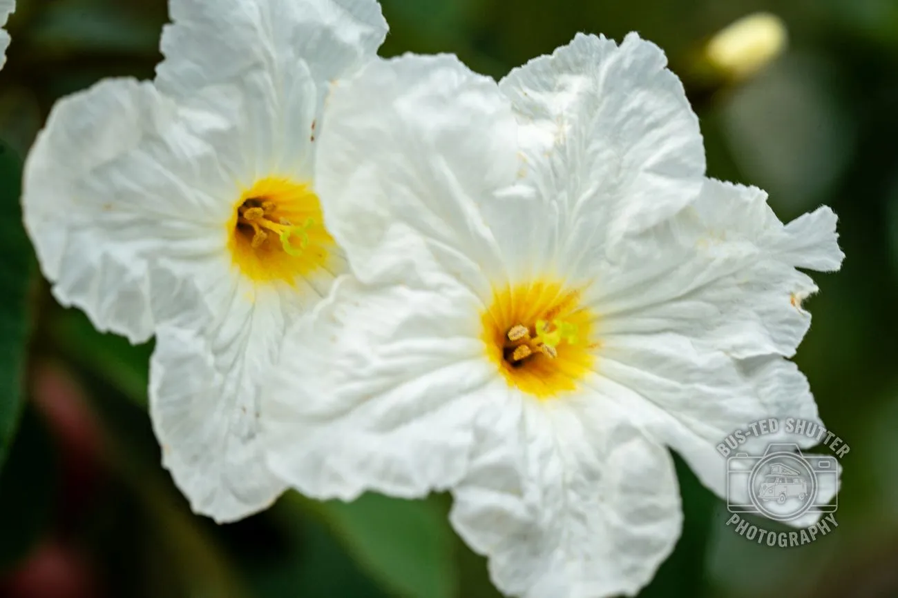 White Blooms — Prickly poppy