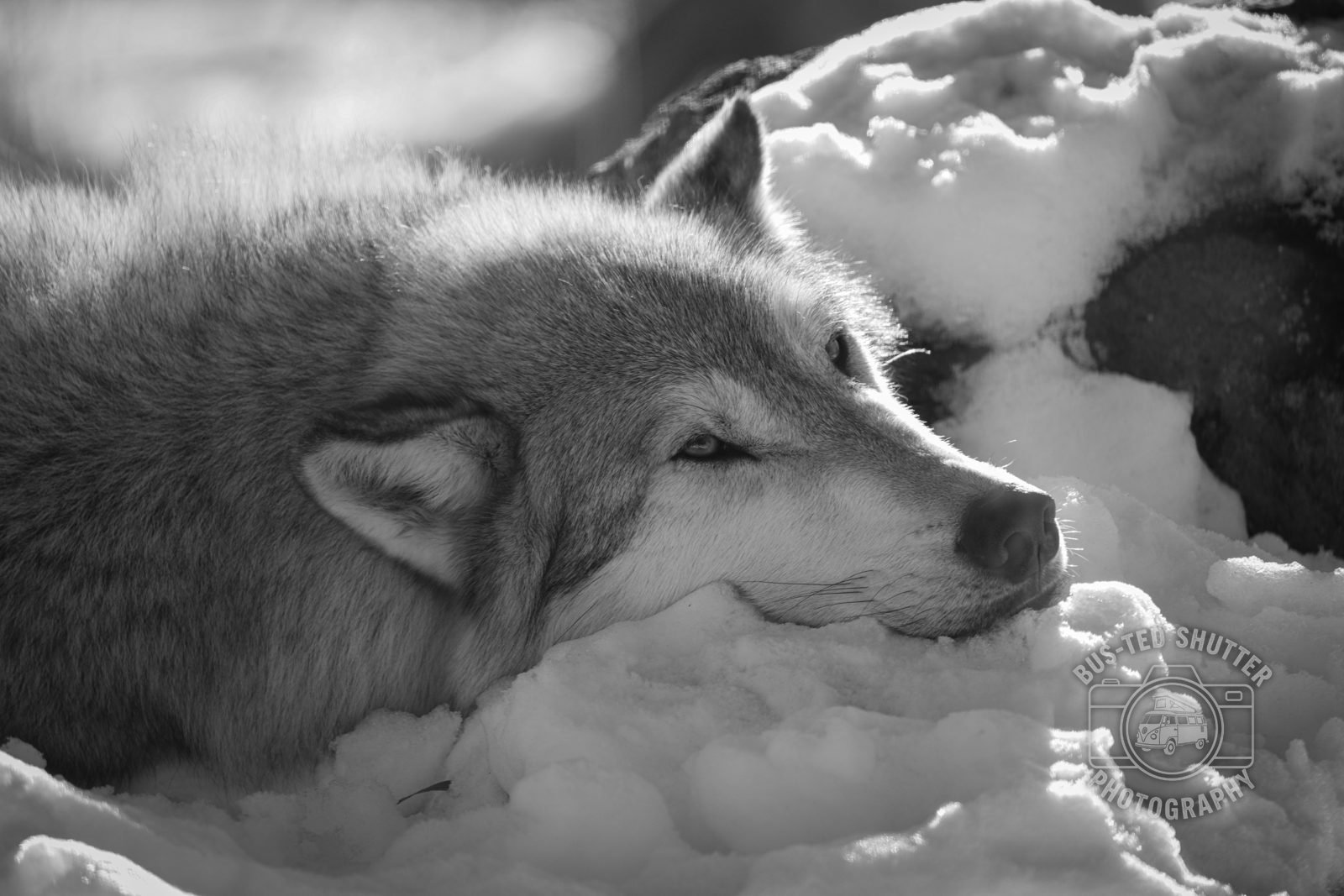 Two wolves nuzzling in the snow